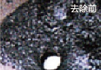 无码免费人妻A片AAA毛片