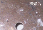 无码免费人妻A片AAA毛片